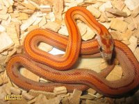 Copy of IMG_2508.JPG