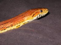IMG_0021.JPG