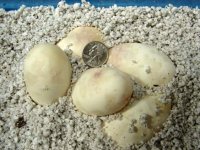 ball_pythons_eggs.jpg