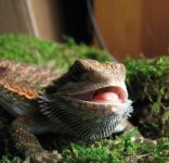 Nadra 08-09-08 a.jpg