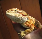 Nadra 08-09-08 a-.jpg