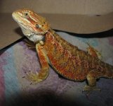 Nadra 08-09-08 b.jpg