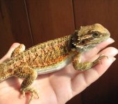 Nadra 08-09-08 b-.jpg