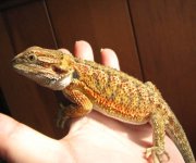 Nadra 08-09-08 c.jpg