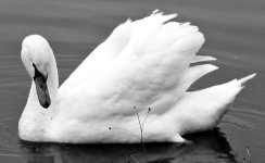 Swan (B&W)sm_0107.jpg Swan (B&W)sm_0107.jpg