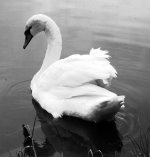 Swan(B&W)sm_0110.jpg Swan(B&W)sm_0110.jpg