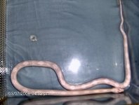 snake 033.jpg