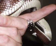 bitey_ventral.jpg