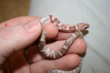 sun lav shedding.JPG