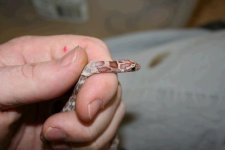 sun lav shedding1.JPG