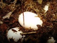 Egg2.JPG
