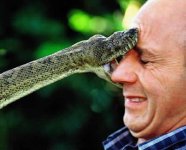 snakesbite03.jpg