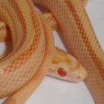 butterstripe_f_full.jpg
