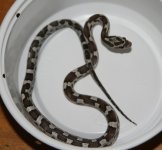0807_anery_aztec_m_large.jpg