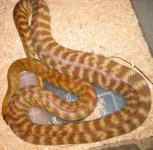 20071104female.jpg