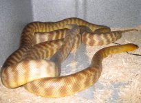 20070906womas.JPG