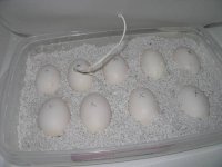 20071215womaeggs2.jpg