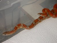 Manny and Sprinkles hook-up 001.jpg