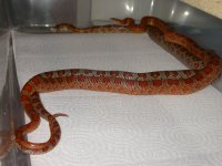 Manny and Sprinkles hook-up 002.jpg