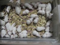 mouse explosion.jpg