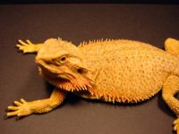 Saphira6-crp.jpg