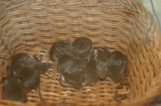 mice 001.jpg