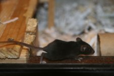 mice 007.jpg