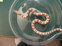 Orange Candy Cane_001 (Medium).JPG