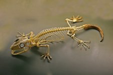 Gecko skeleton.jpg