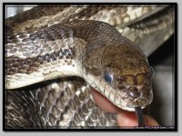 BlackRatsnake1.jpg