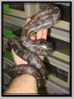 BlackRatsnake2.jpg