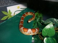 Cherry Hammock 003_800.jpg