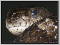 BlackRatsnake3.jpg