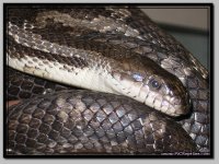 BlackRatsnake4.jpg