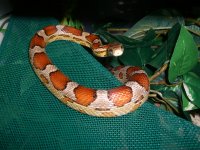 Cherry Hammock 004_800.jpg