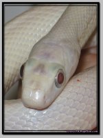 Leucistic1.jpg