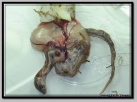 PJCR-018_pip_diformed.jpg
