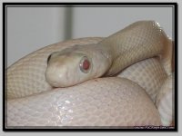 Leucistic2.jpg