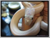 Leucistic3.jpg