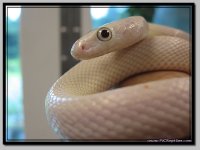 Leucistic4.jpg