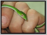 GreenVine1.jpg
