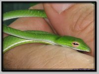 GreenVine2.jpg