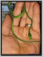 GreenVine3.jpg