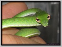 GreenVine4.jpg