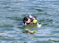 fetch.jpg