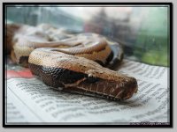 RedBloodPython1.jpg