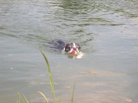 swimball.jpg