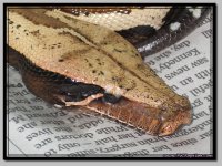 RedBloodPython2.jpg