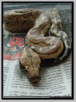 RedBloodPython3.jpg