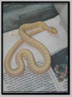 AlbinoCheckeredGarter.jpg